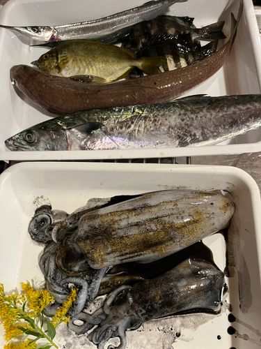サゴシの釣果