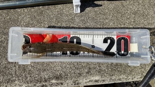 ハゼの釣果