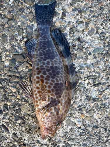 オオモンハタの釣果