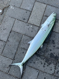 サゴシの釣果
