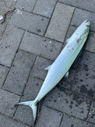 赤坂海岸