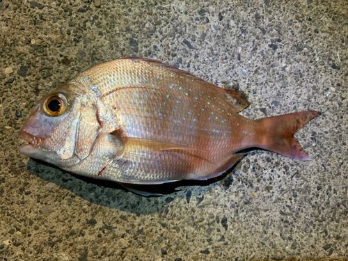 伊豆大島