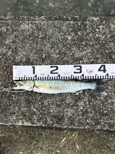 釣果