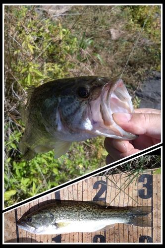 ブラックバスの釣果