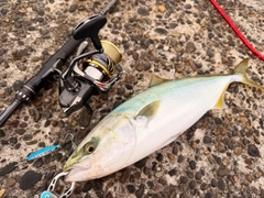 イナダの釣果