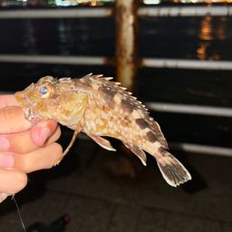 カサゴ