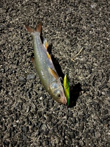 ウグイの釣果