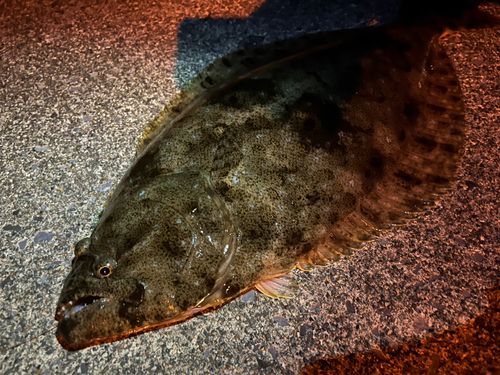 ヒラメの釣果