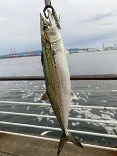 サゴシの釣果