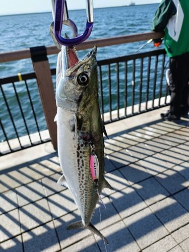 サゴシの釣果