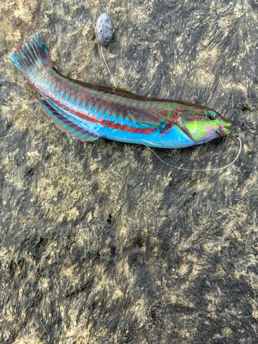 ニシキベラの釣果