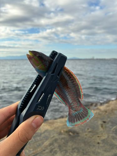 ニシキベラの釣果