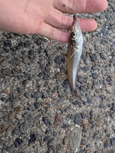 シロギスの釣果