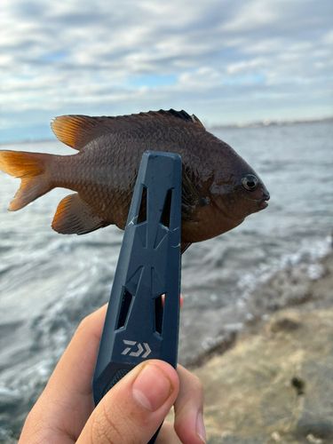 ウミタナゴの釣果