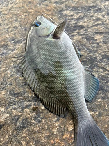 メジナの釣果