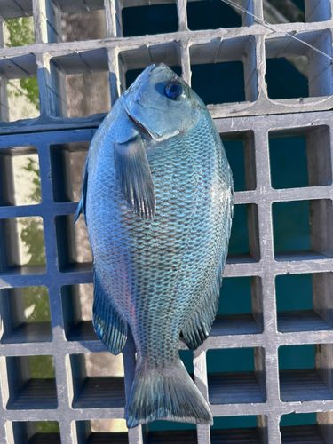 メジナの釣果