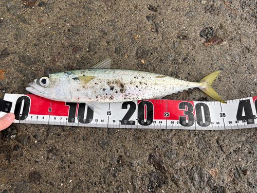 サバの釣果