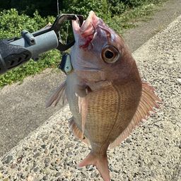 マダイ