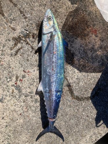 サゴシの釣果