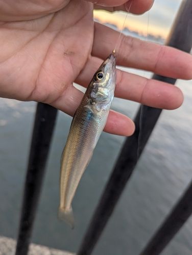 若洲海浜公園海釣り施設