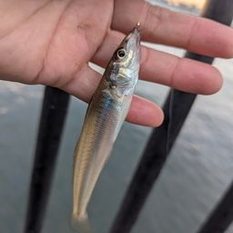 シロギス