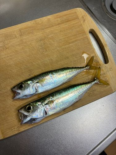サバの釣果