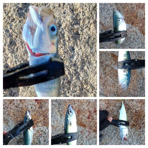 サバの釣果