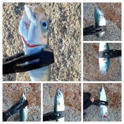 サバ