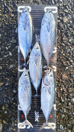 スマガツオの釣果