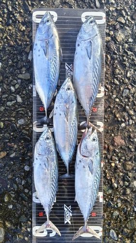 スマガツオの釣果