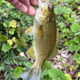 スモールマウスバス