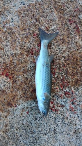 ボラの釣果