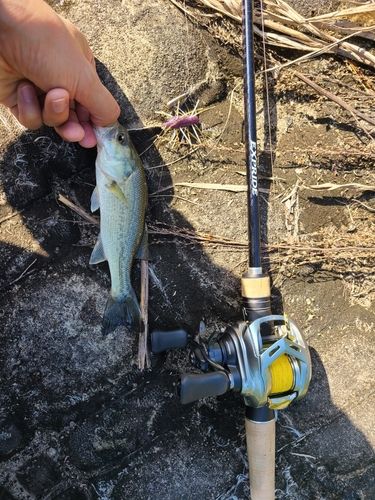 ラージマウスバスの釣果