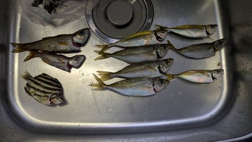 アジの釣果