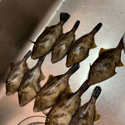 ウマヅラハギ