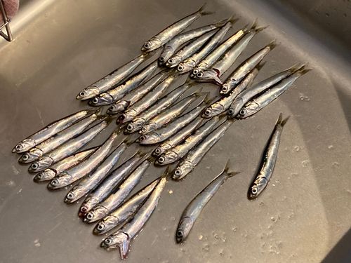 カタクチイワシの釣果