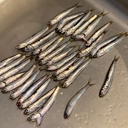カタクチイワシ