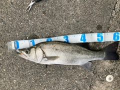 ヒラスズキの釣果
