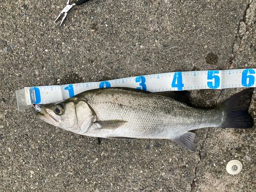 ヒラスズキの釣果