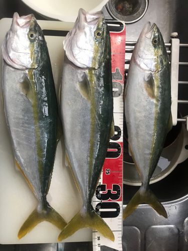 三陸海岸（青森）