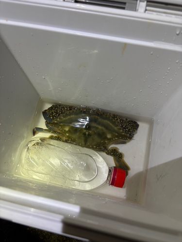 ワタリガニの釣果