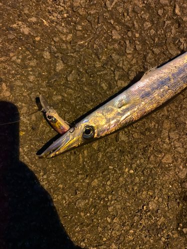 カマスの釣果
