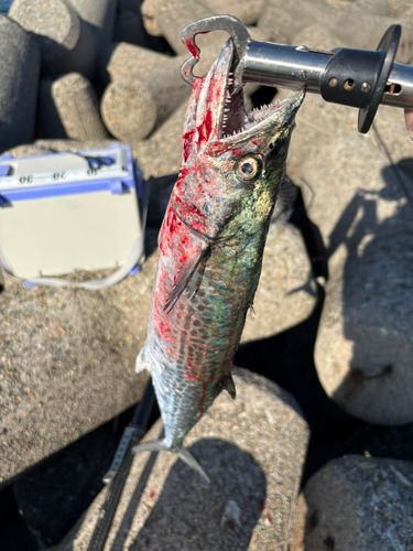 サゴシの釣果