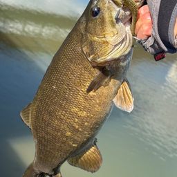 スモールマウスバス