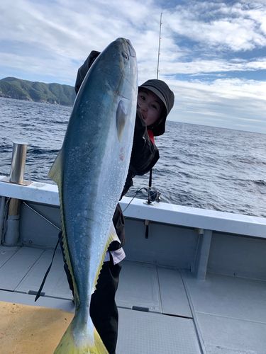 ヒラマサの釣果