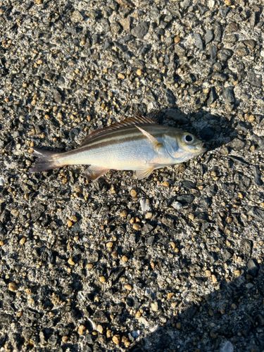 イサキの釣果