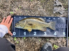 スモールマウスバスの釣果