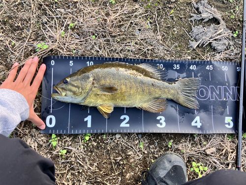 スモールマウスバスの釣果