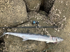 サワラの釣果