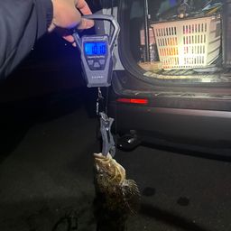 アイナメ